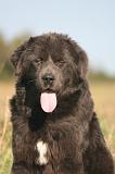 DOGUE DU TIBET 674